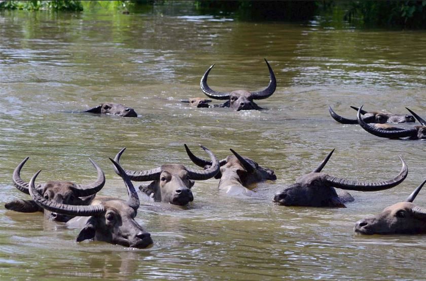 assam flood made kaziranga national park animal life hell