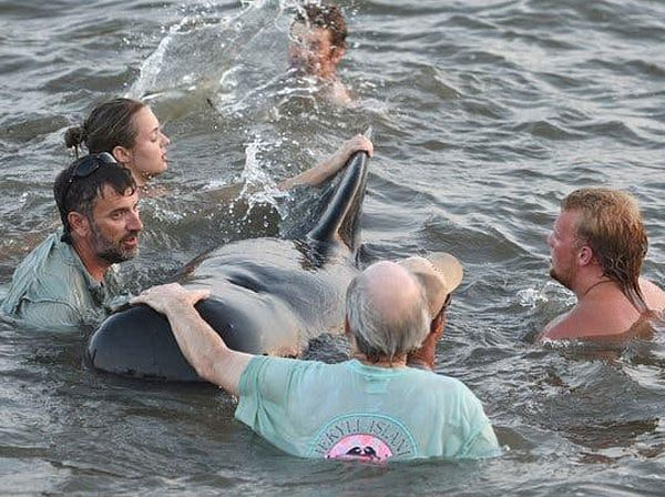 beachgoers save pilot whales in america video become viral