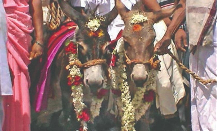 donkeys marriage in telangana to get enough rain