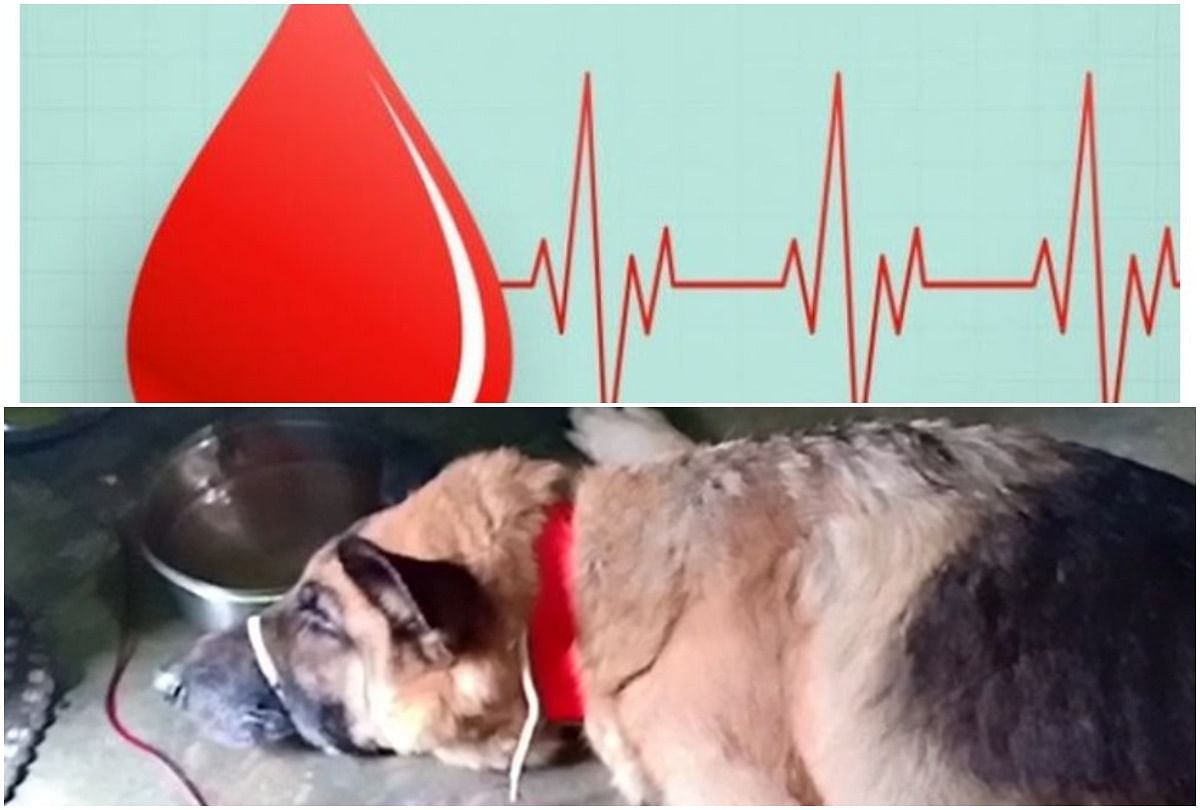 dog donate Blood for save another dog life