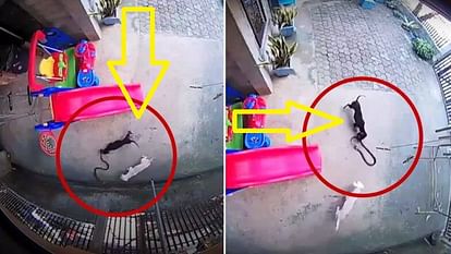 viral video of dog save baby from cobra
