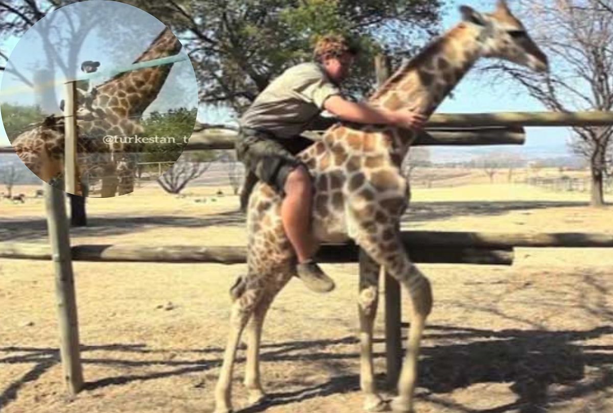 Viral video of drunk man who rides giraffe at kazakhstan zoo