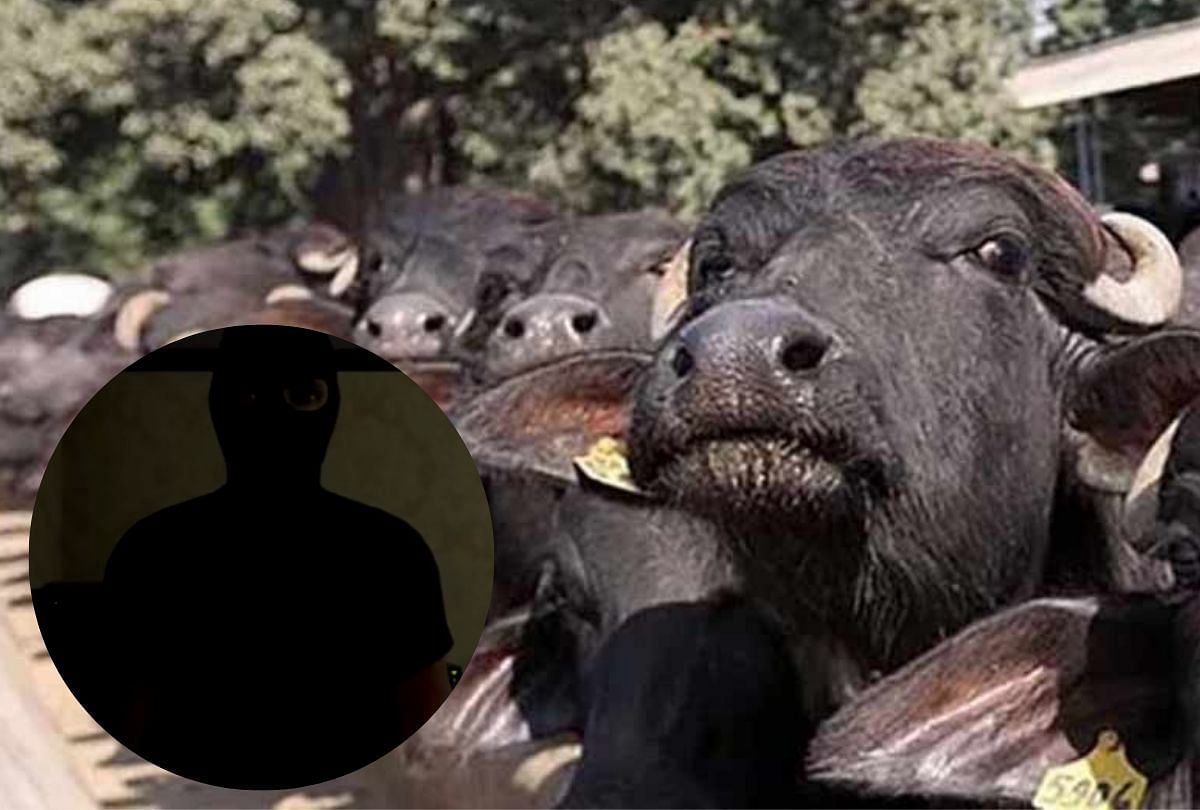 kidnapper demand money against buffalo in mp