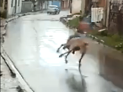 viral video of horse accident due to rain
