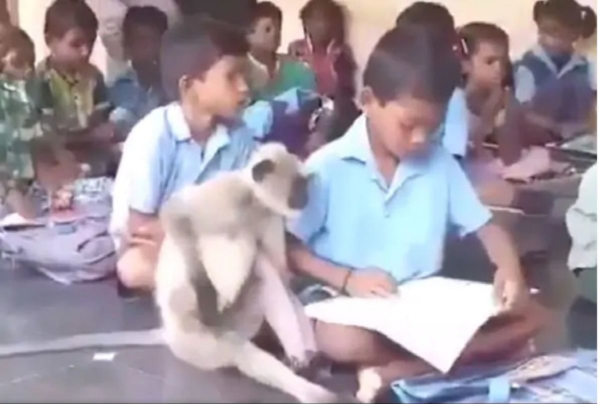 viral video of langur who attending classes in school