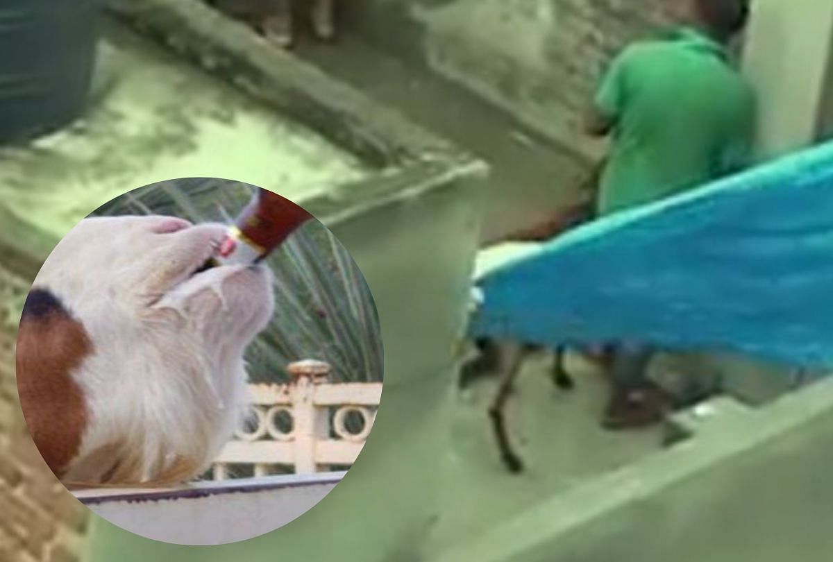 goat forced to drink beer before bakrid