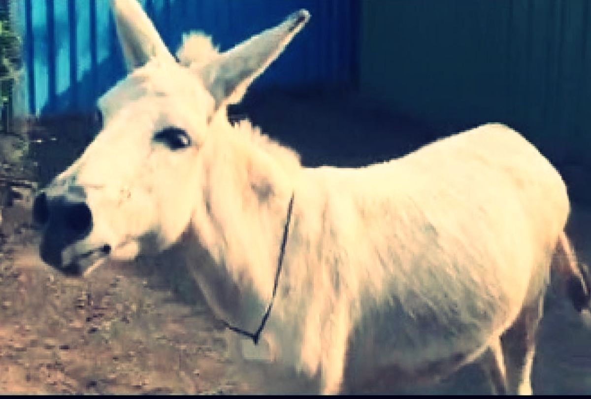 viral video of donkey singing on social media