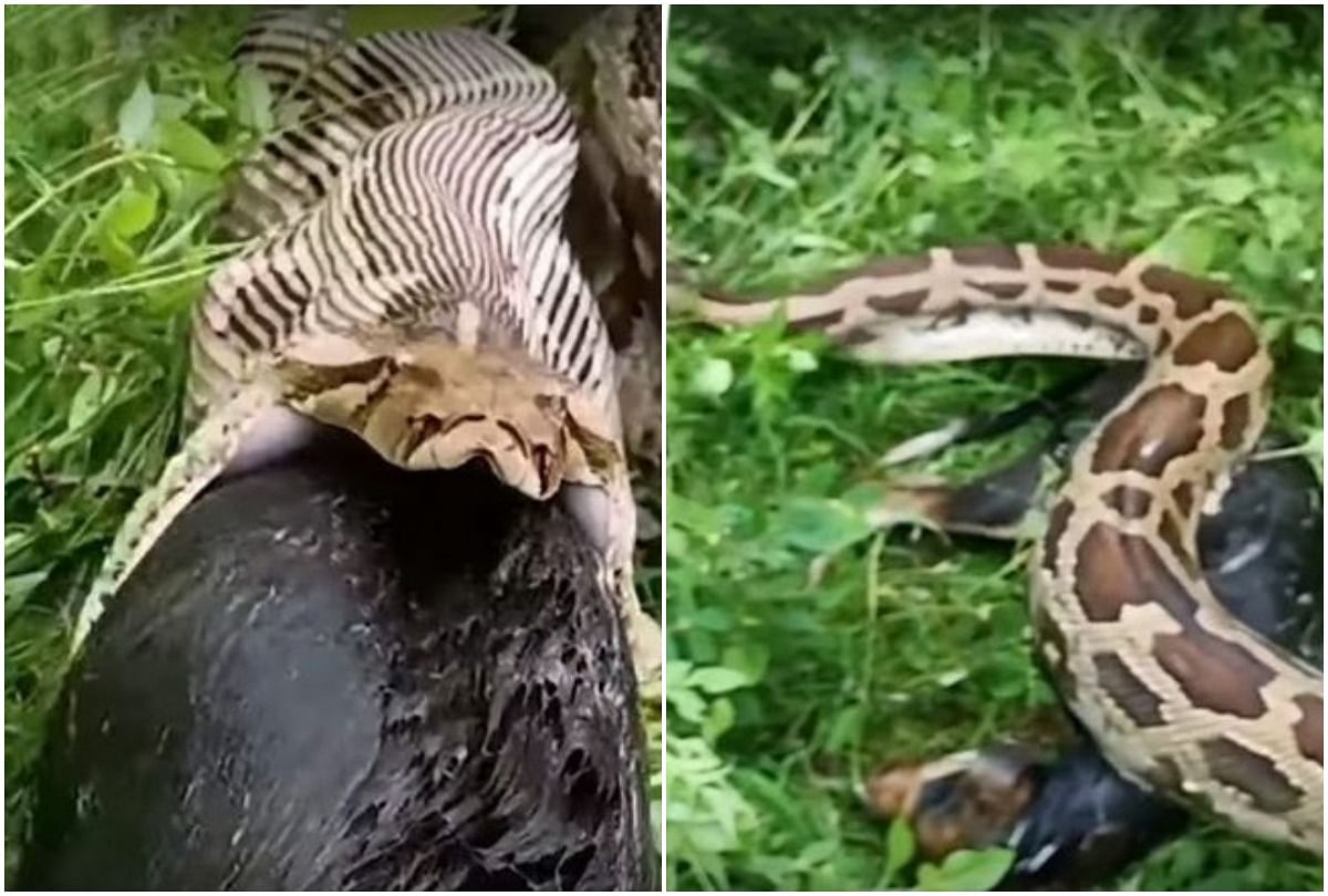 13 foot long python swallowed a dog