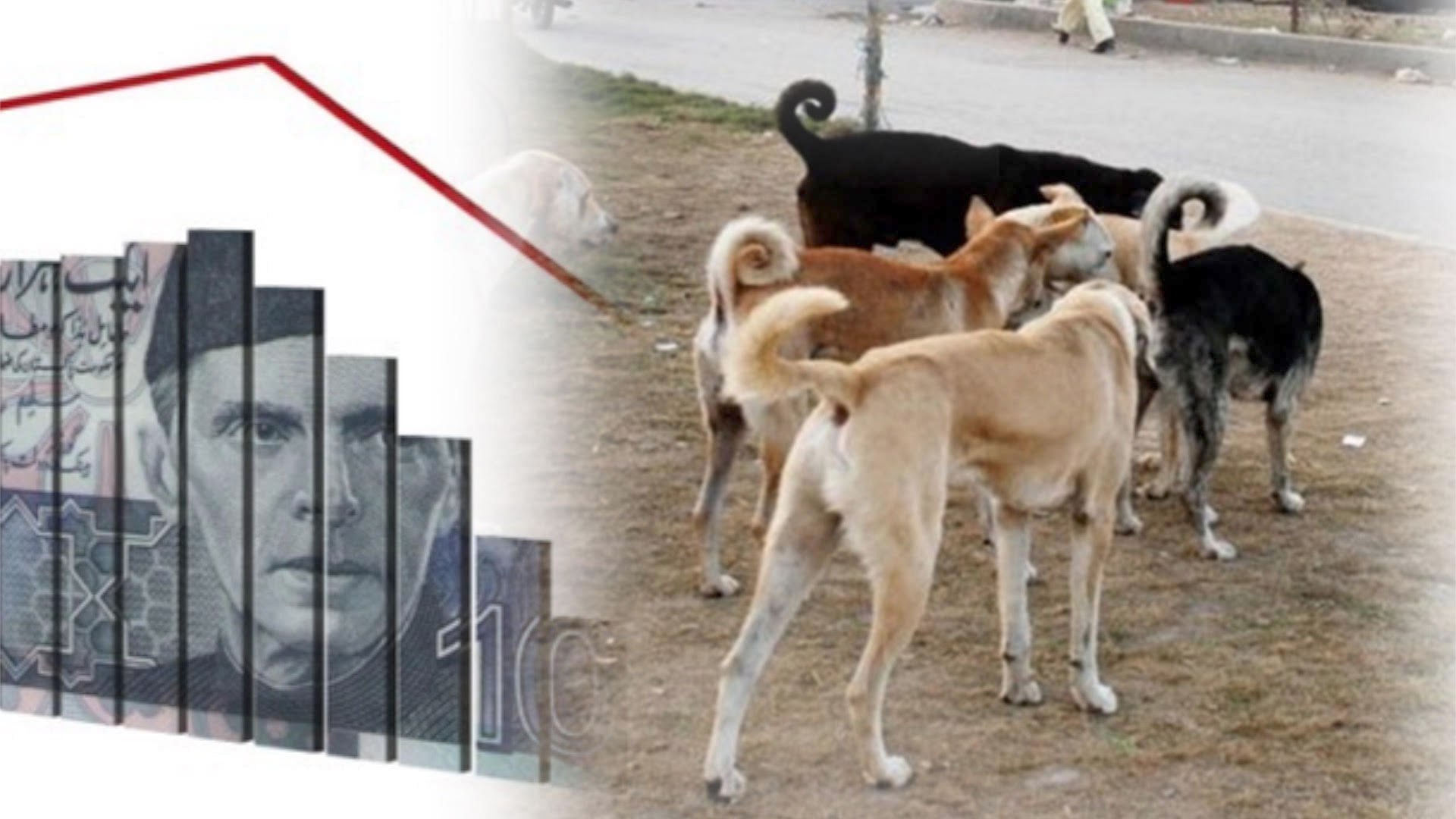 pakistan export stray dogs to china and Philippines