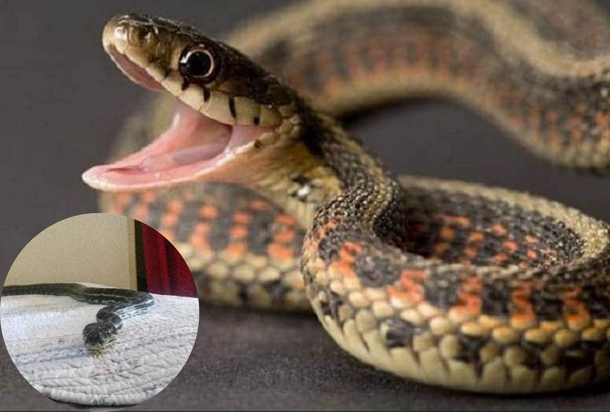 python snake falls from ceiling on bed scary pictures gone viral