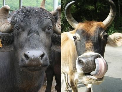 unique pg open in haryana for cow and buffaloes
