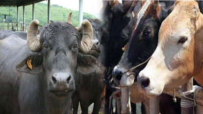 unique pg open in haryana for cow and buffaloes