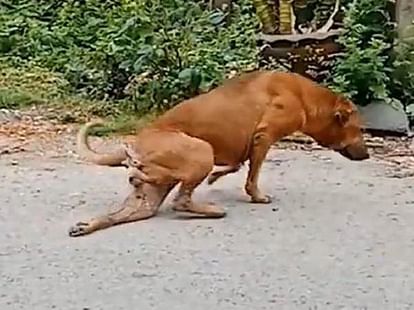 viral video of dog faking a broken leg to attract people