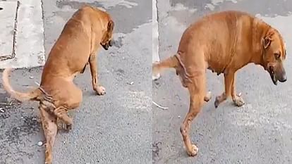 viral video of dog faking a broken leg to attract people