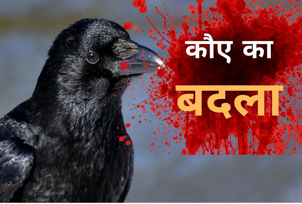 crows attacking a man for the last 3 years to taking a revenge