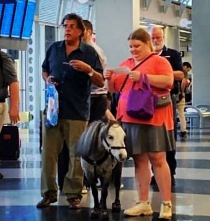 woman travelling with their horse in american airlines