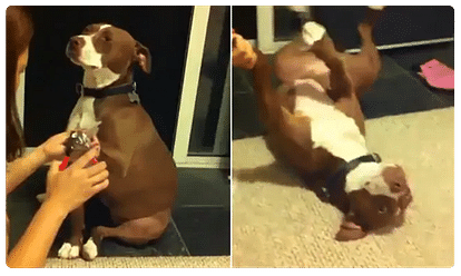 viral video of dramatic dog who faints to avoid nail trimming