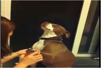 viral video of dramatic dog who faints to avoid nail trimming