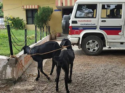 telangana police arrested 2 goats for grazing