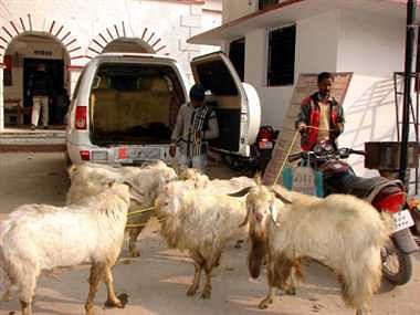 telangana police arrested 2 goats for grazing