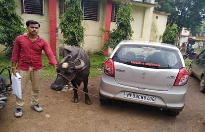 buffalo tied with car