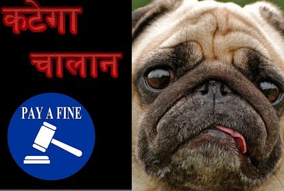 make your dog licence if you own a pet in ghaziabad