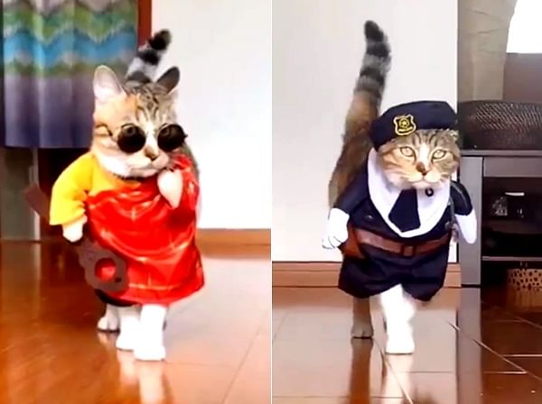 viral video of cat walk on ramp people said this is a real cat walk