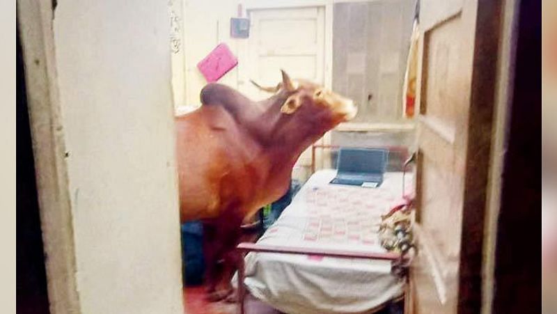 cow enters in iit bombay hostel eat eats a book