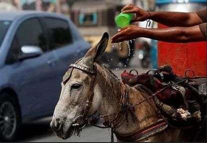 Donkey fair held in Pakistan, social media enjoyed in the name of donkeys