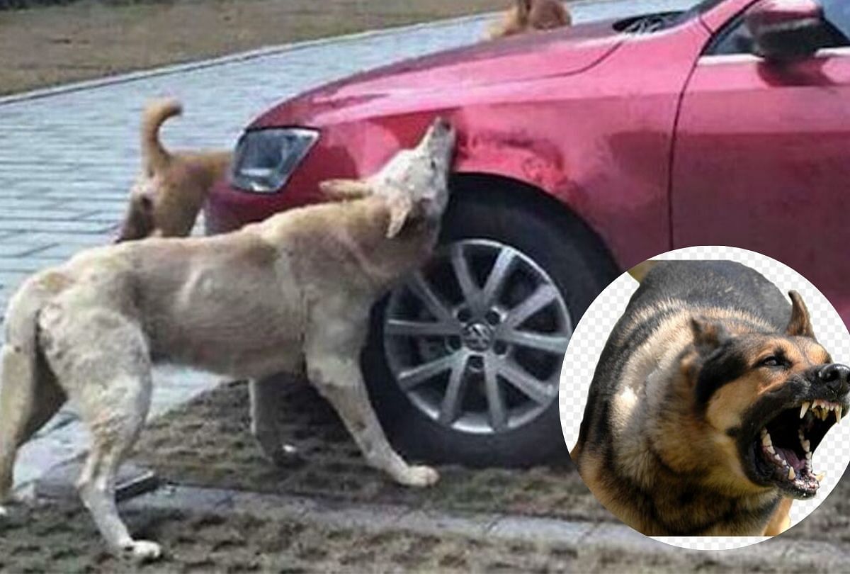 angry dog takes a revenge to a man who kicked
