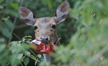 deer eating plastic