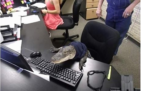 social media reaction on crocodile office work photo gone viral