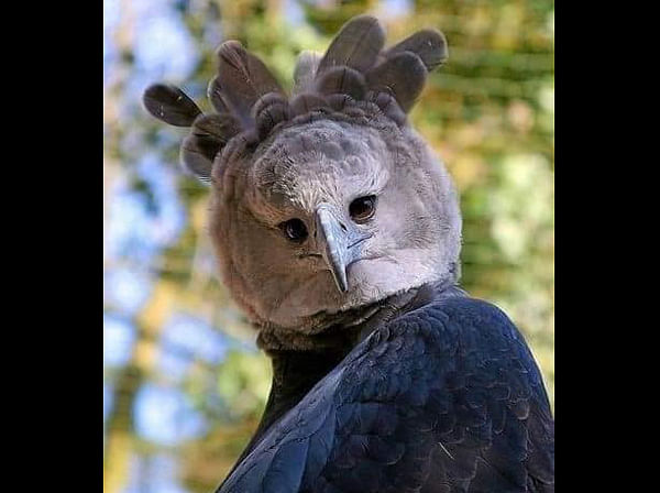 social media users debate on viral image of harpy eagle