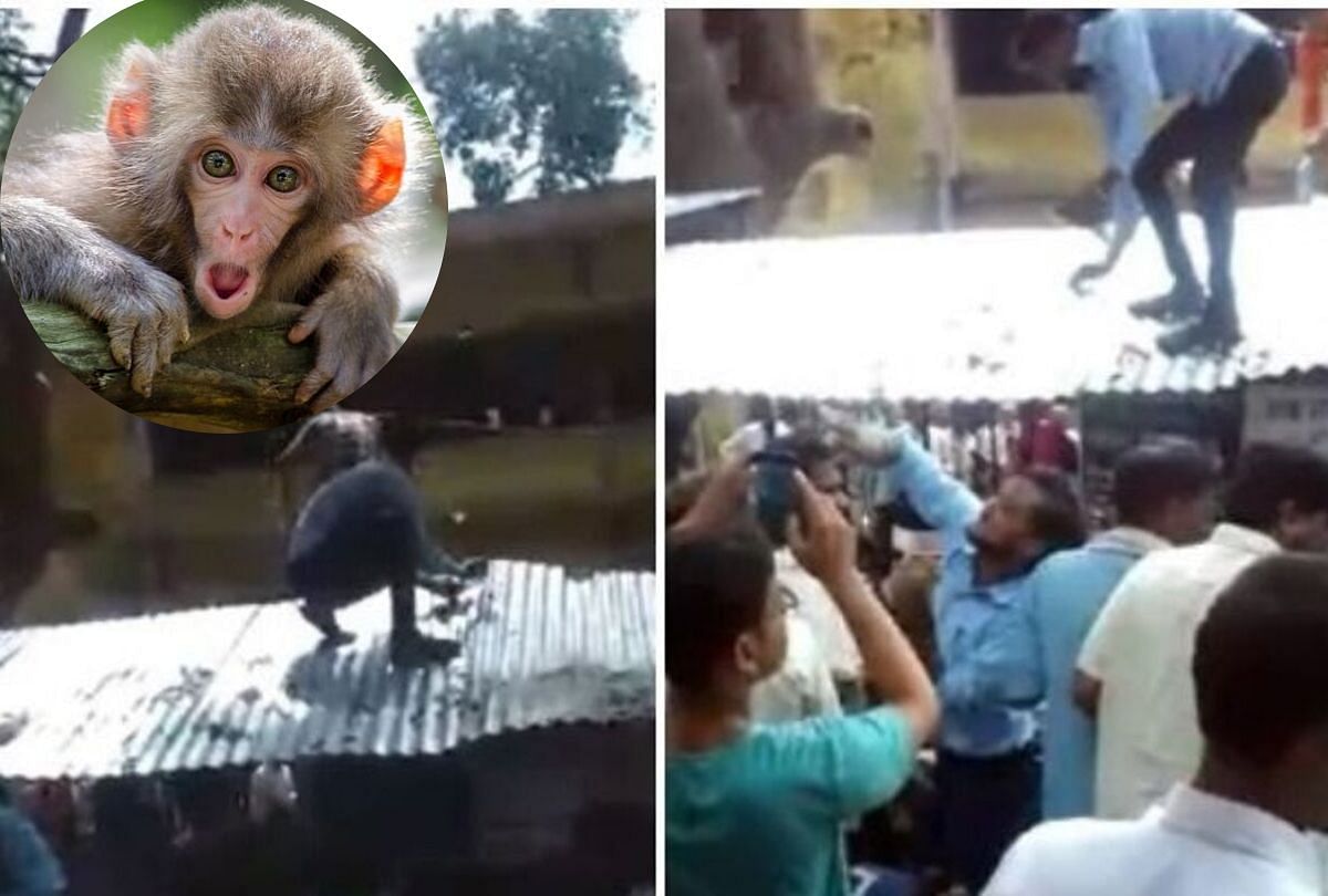 viral video of monkey snatch a bag of-money in court premise