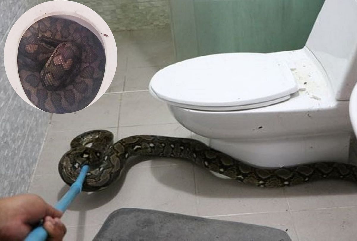 Australia woman should see two snakes in her bathroom