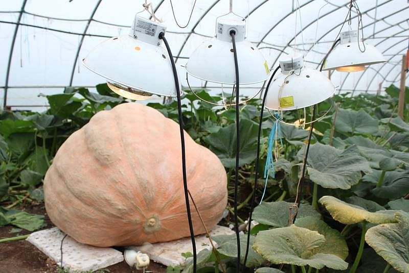 giant pumpkin competition 2019 winner has grown so many kilos of pumpkin