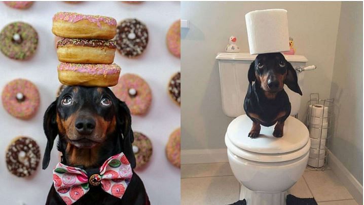 Dog becomes social media star for balancing objects on his head