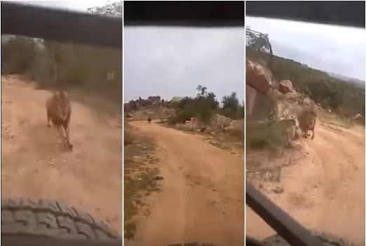 viral video of lion chasing tourist car