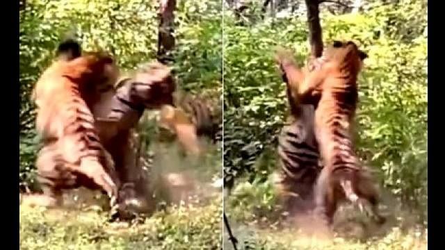 two tiger fight for tigress