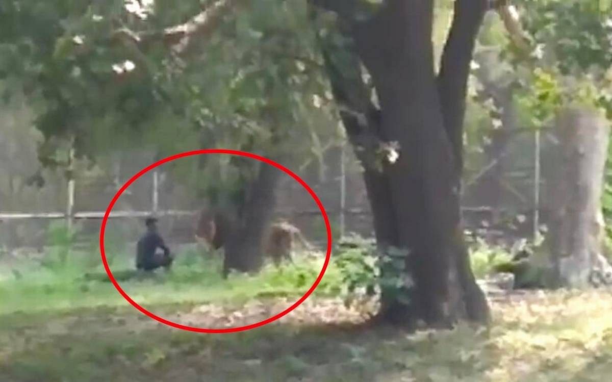 man entered into lion corral in delhi zoo