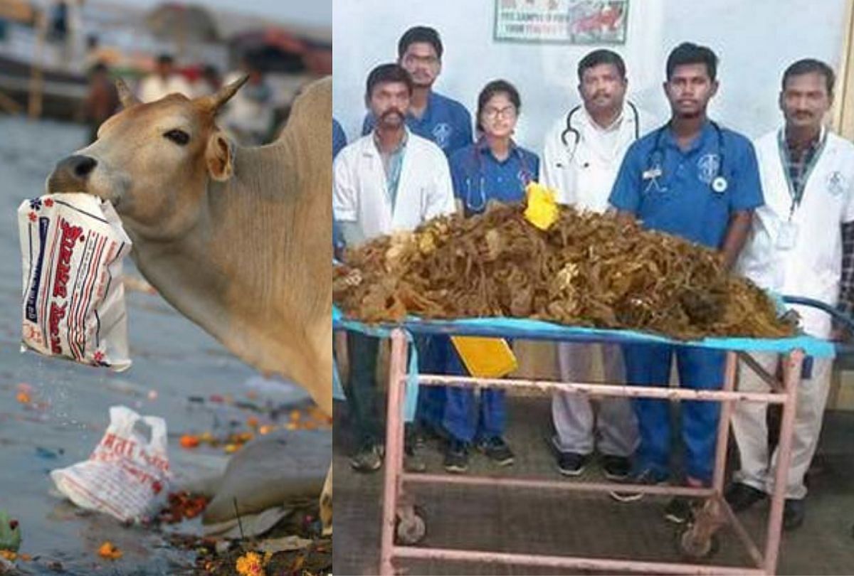 Tamil Nadu veterinary and animal sciences university surgeons remove 52 kg plastic from cow stomach