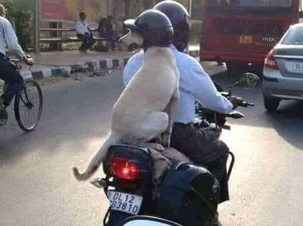dog wearing helmet during bike ride photo gone viral