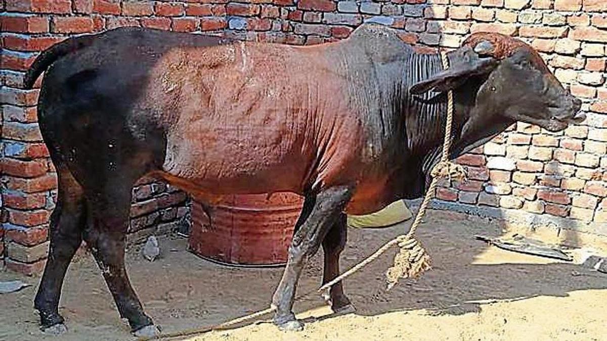a bull swallowed gold jewellery in haryana