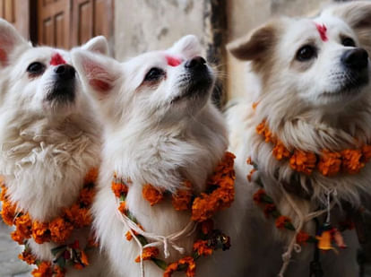 Nepal people worship dog on the occasion of Diwali