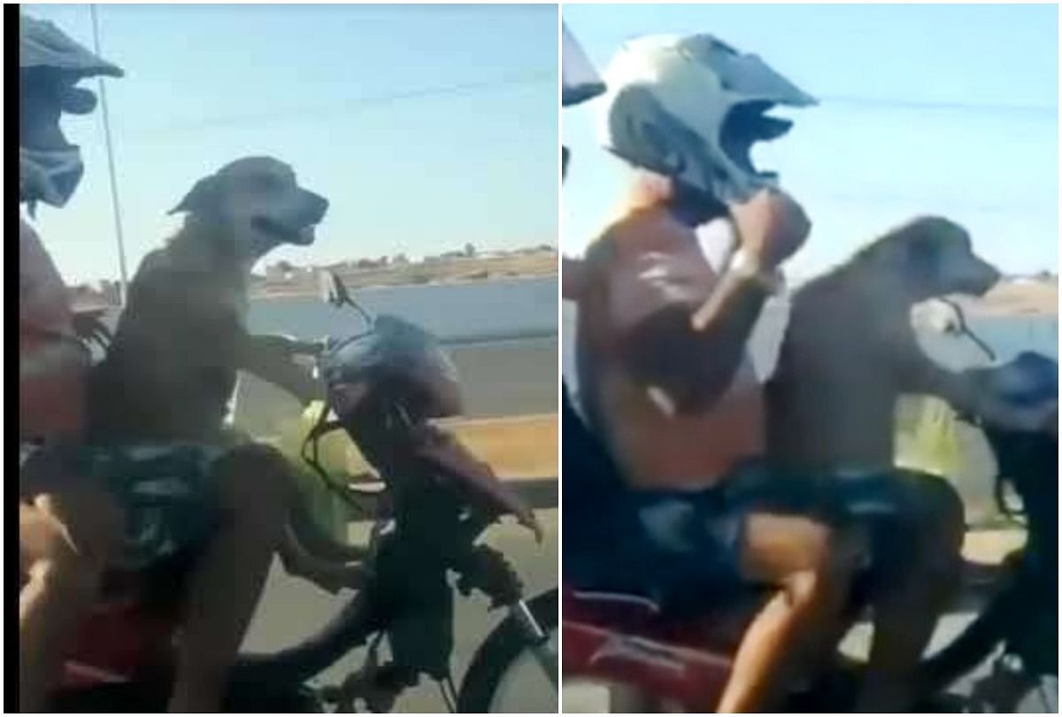 viral video of dog driving a bike with two other pillion riders