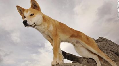 DNA test revealed this secret of stray dogs that endangered Australian dingo
