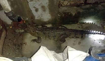 man woken up by noise and find a crocodile in a bathroom