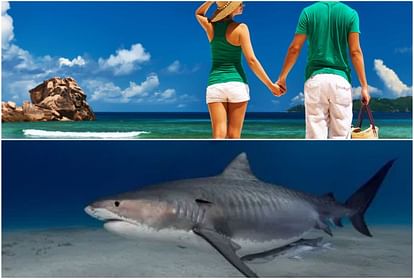 tiger shark attack on british swimmer hand and wedding ring found inside shark stomach