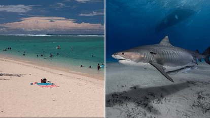 tiger shark attack on british swimmer hand and wedding ring found inside shark stomach
