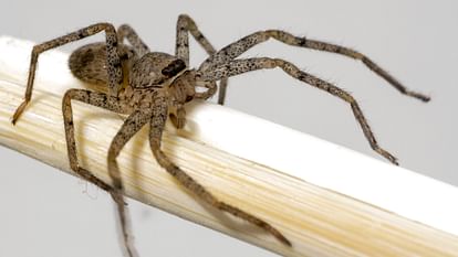 newly discovered spider name sachin tendulkar